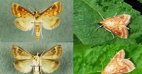 蛾號碼|臺灣蛾訊 MOTHS of Taiwan